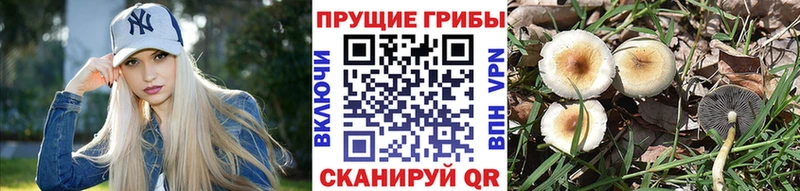 Псилоцибиновые грибы мухоморы  Купить где  Изобильный 